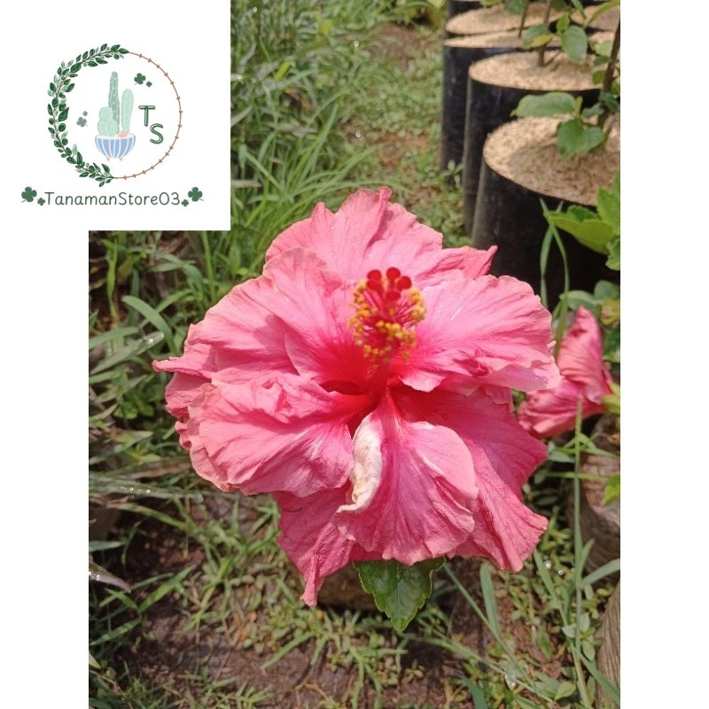 BUNGA SEPATU PINK KRIBO BANGKOK BESAR / KEMBANG SEPATU HOLLAND PINK TUMPUK BESAR