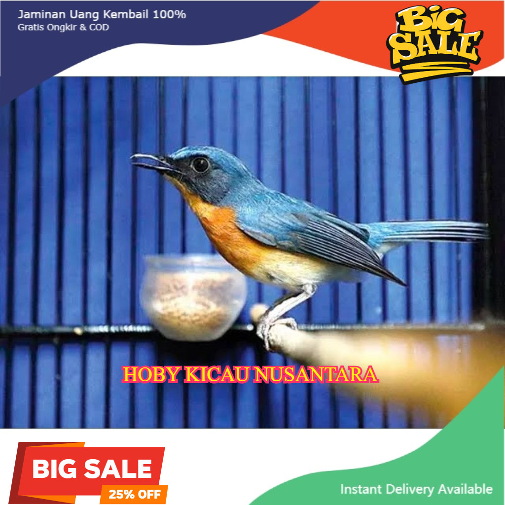 BURUNG TLEDEKAN GUNUNG JAWA JANTAN