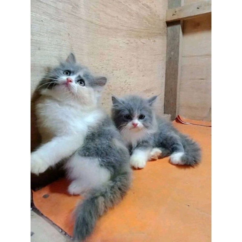 Kucing persia Anggora murah KHUSUS WARNA ABU