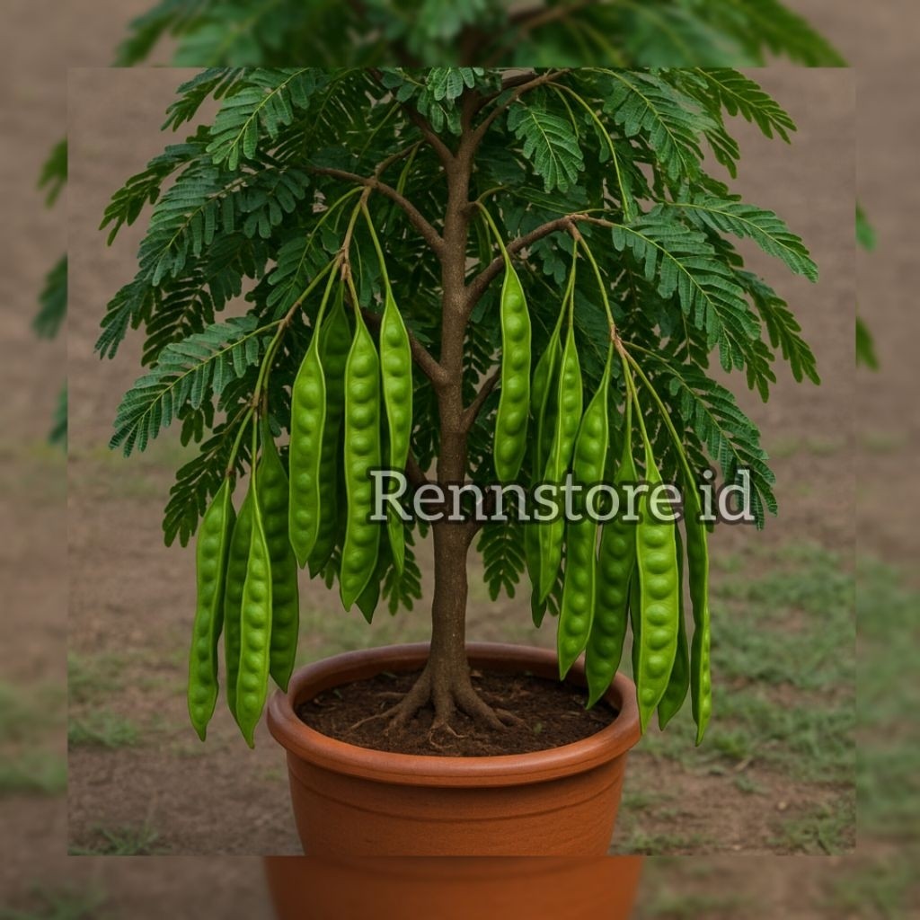 Bibit Petai Hibrida Hasil Okulasi Cocok Ditanam Dipot