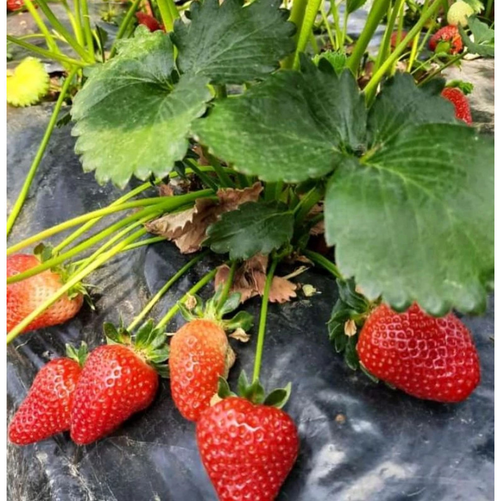 Bibit Biji Benih Buah Strawberry Mencir