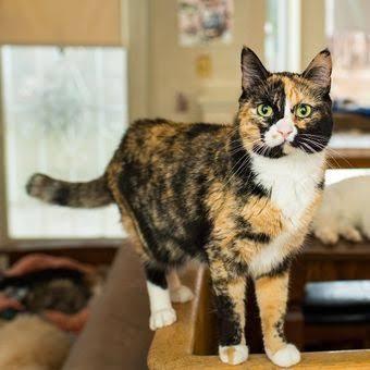 kucing calico jantan sangkat langkah