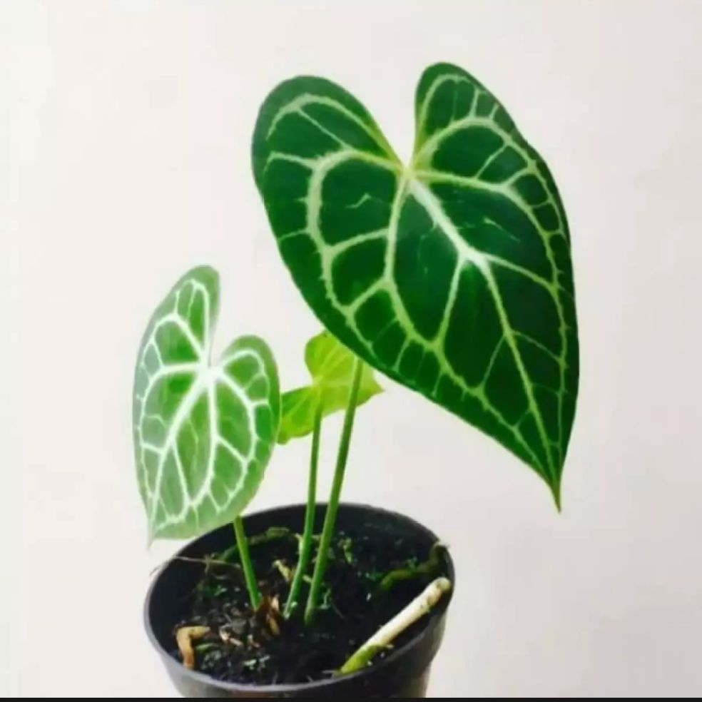 ( BISA COD ) tanaman hias kuping gajah - tanaman kuping gajah murah - pohon kuping gajah besar MURAH