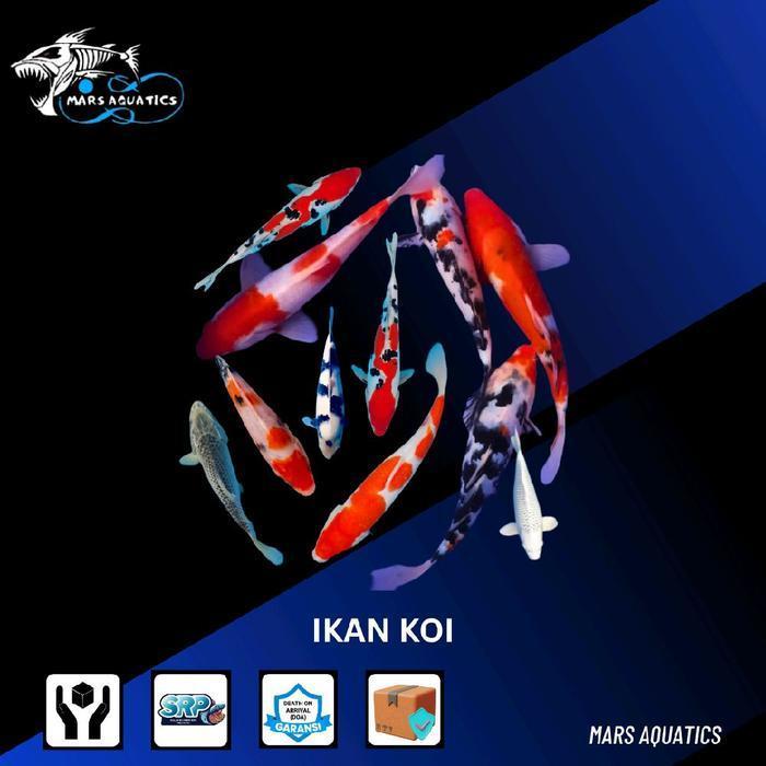 PAKET 50 EKOR IKAN KOI HIAS BIBIT IKAN KOI MURAH