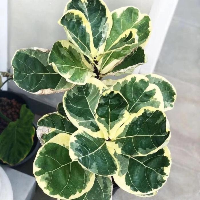 Tanaman Ketapang Biola Variegata / Ficus Lyrata | Daun Cantik, Hiasan Ruangan / Indoor