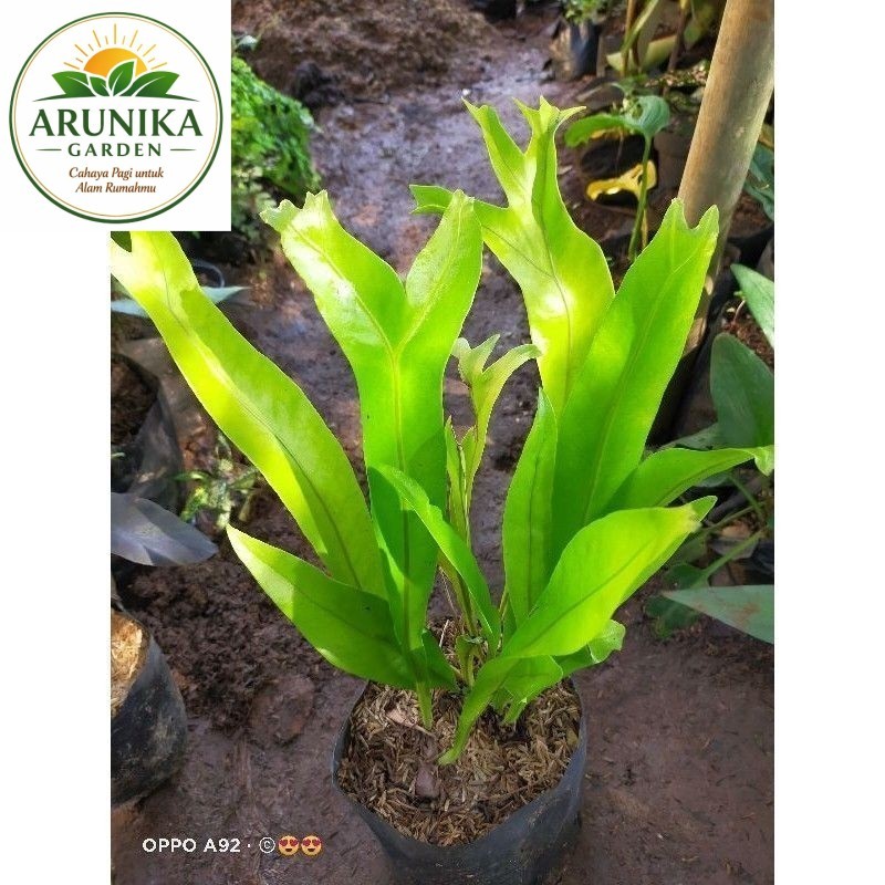 ~ ( BISA COD ) Tanaman Hias Kadaka Doa / Tanaman Hidup Pohon Kadaka Jari / Bunga Hias Kadaka Doa