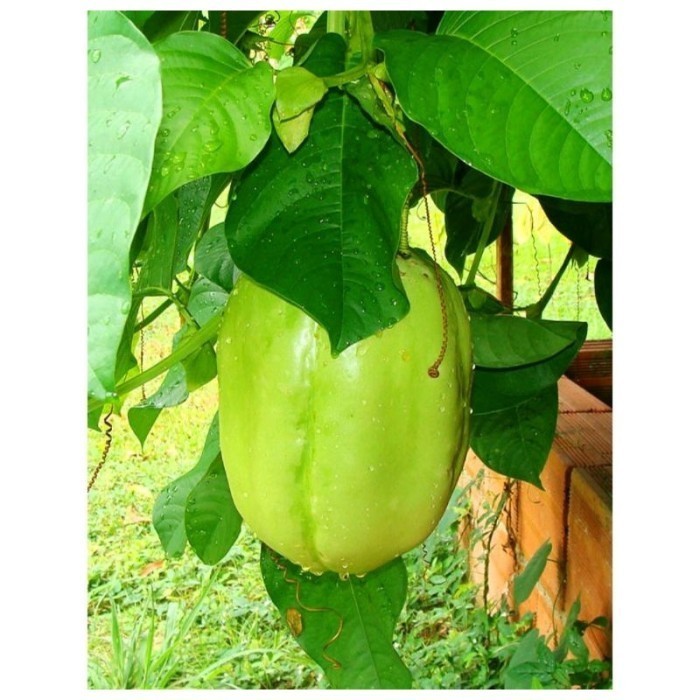 BIBIT MARKISA BUAH JUMBO /BIBIT UNGGUL MARKISA JUMBO CEPAT BERBUAH