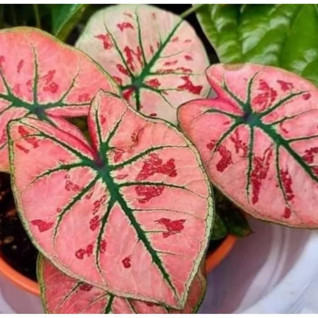 Caladium Strawberry Star 099 Bibit Umbi