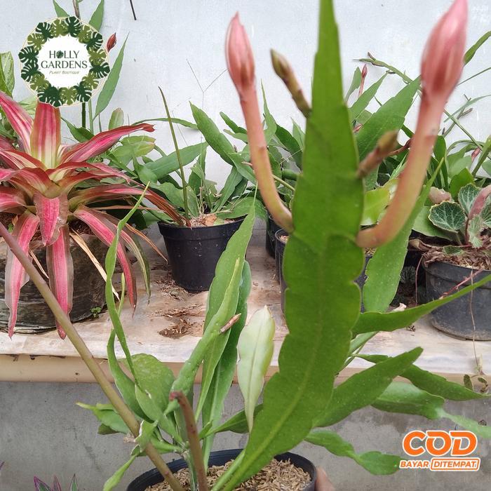 tanaman hias gantung Wijaya Kusuma mini