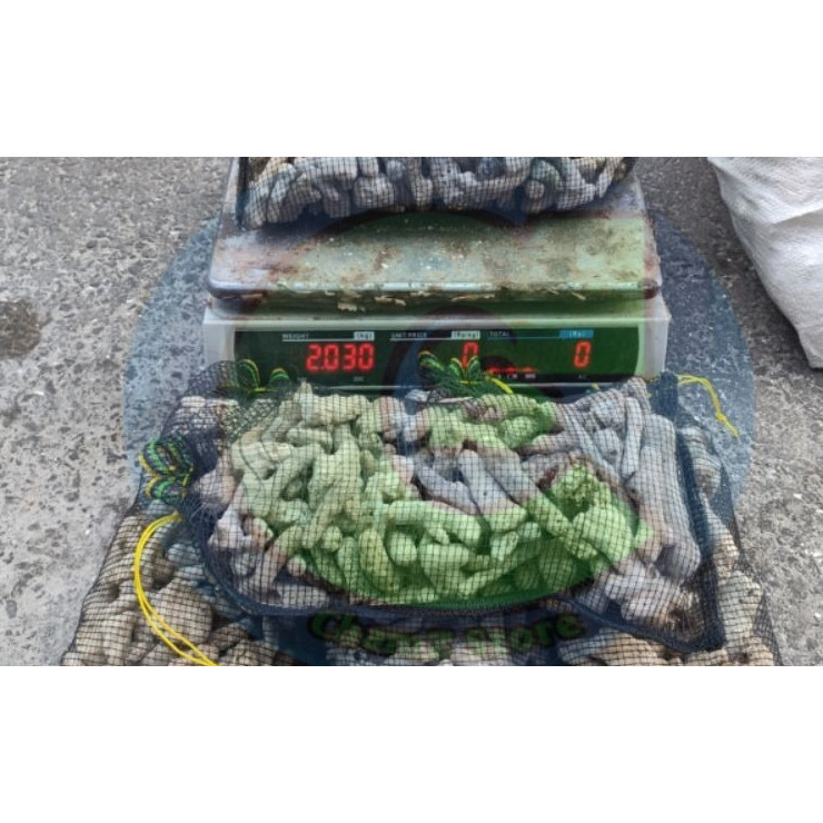 karang jahe media filter plus waring isi 2kg / karang jahe media filter kolam / karang jahe media fi