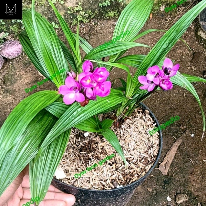 tanaman hias anggrek tanah mini