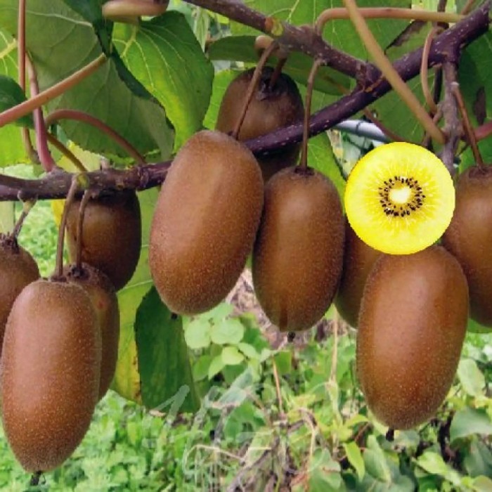 PROMO Tanaman Buah Kiwi Golden - Bibit Buah Kiwi Import - Bibit Kiwi Golden Impor