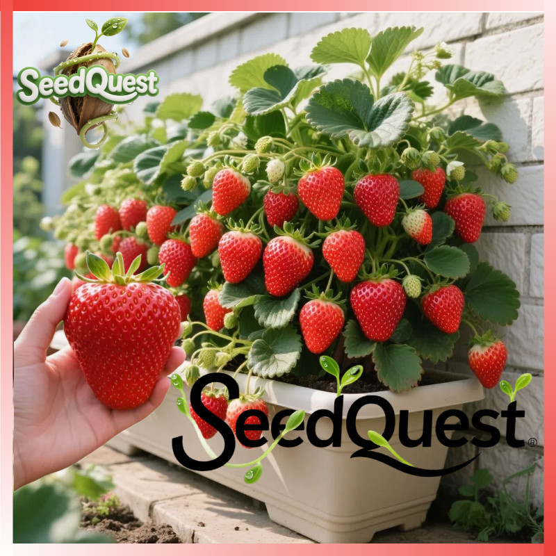 10Butir Benih Strawberry California Super Jumbo Manis Berbuah Cepat - Benih Strawberry Unggul Siap T