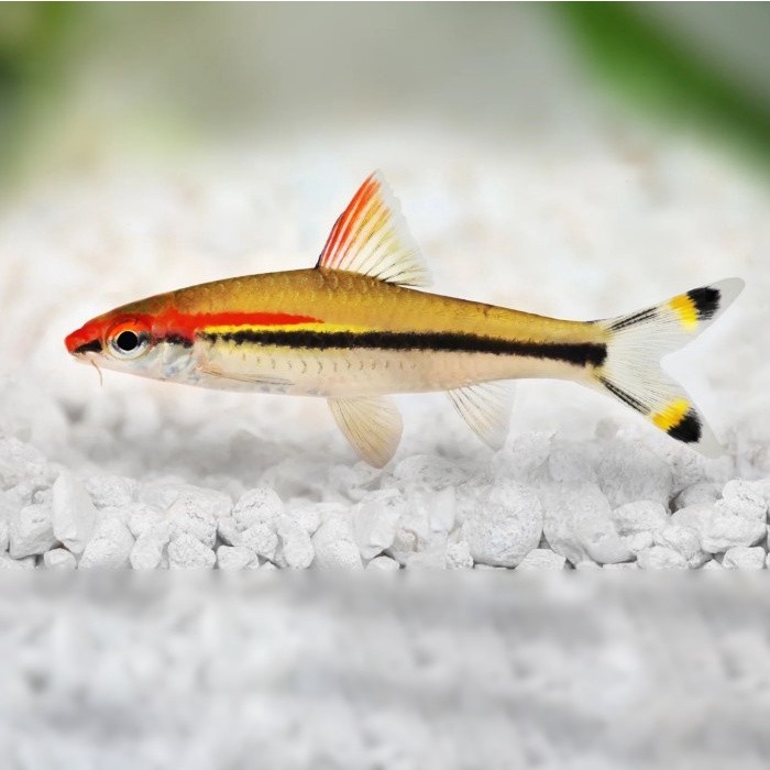 Puntius Denisonii / DENISON BARB / Ikan Hias Aquascape