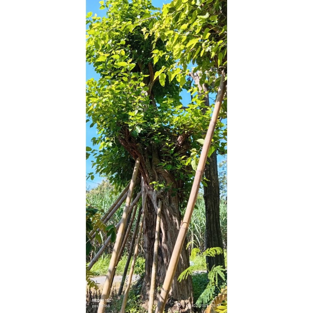 TERBARU pohon bodhi LETSGOGARDEN