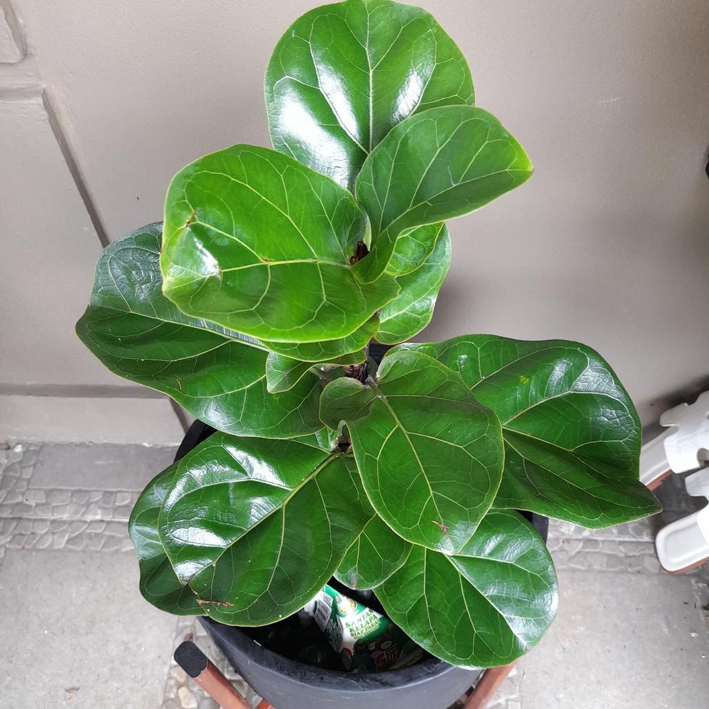 Tanaman hias ketapang biola mini daun kecil