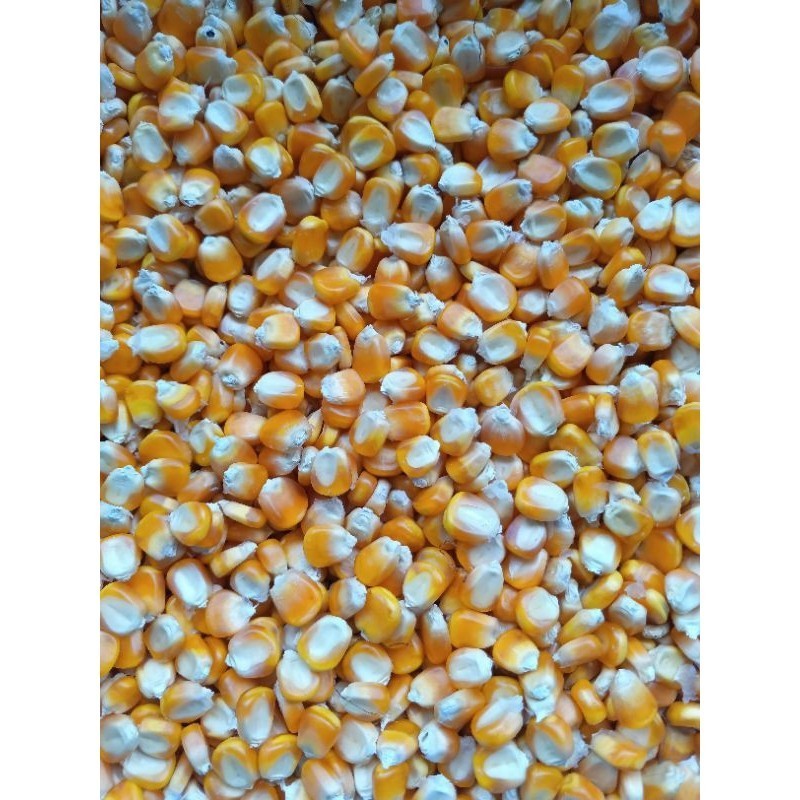 Jagung hibrida pipil 1kg benih super