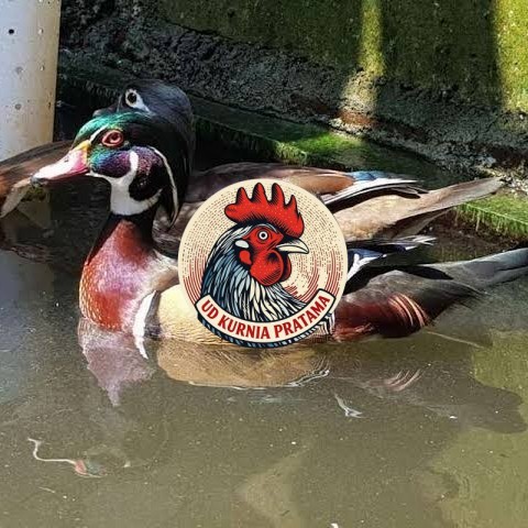 Telur bebek hias caroline duck fertil untuk ditetaskan Langsung UD KURNIA PRATAMA