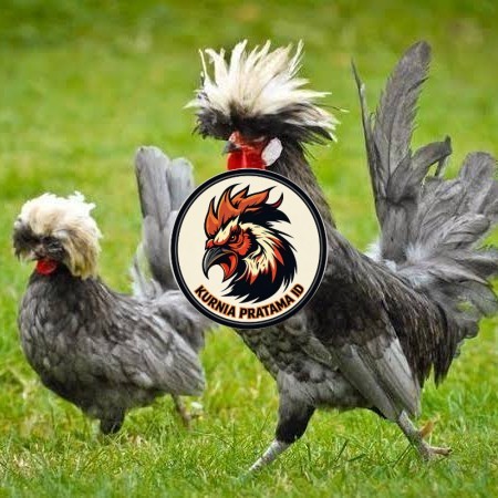 Telur ayam poland / telur ayam hias / telur fertil siap cod KURNIA PRATAMA ID