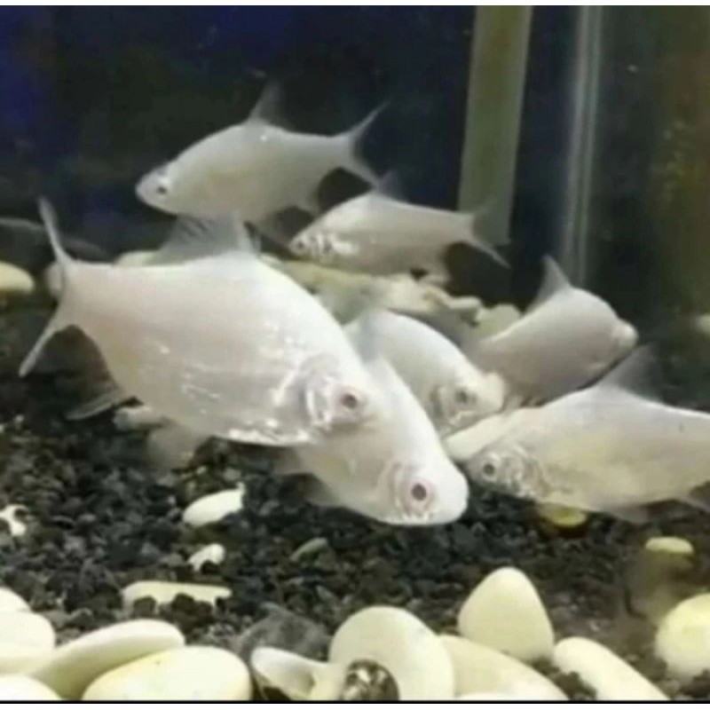 hiasan aqurium KAVIAT PLATINUM Asliikn