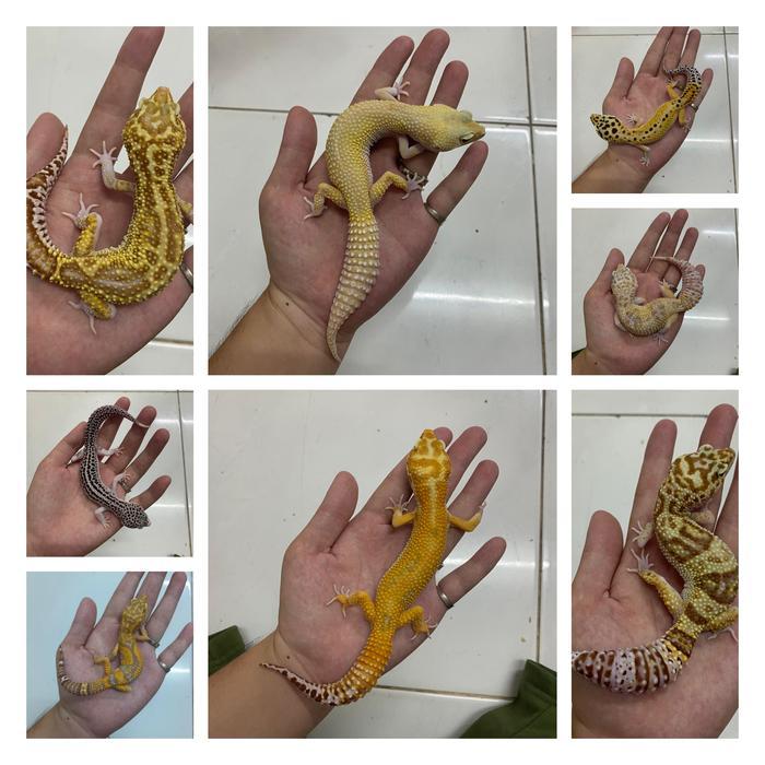leopard gecko indukan