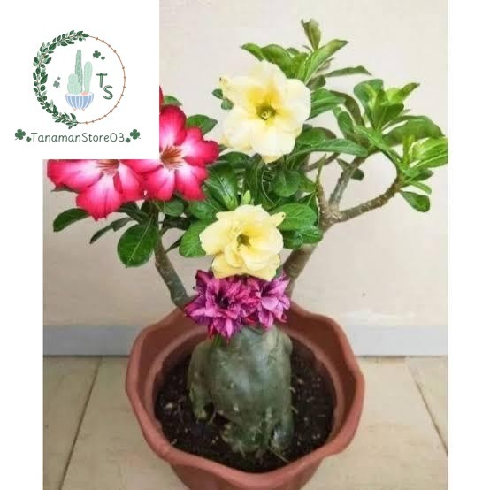 adenium bunga tumpuk 3 warna