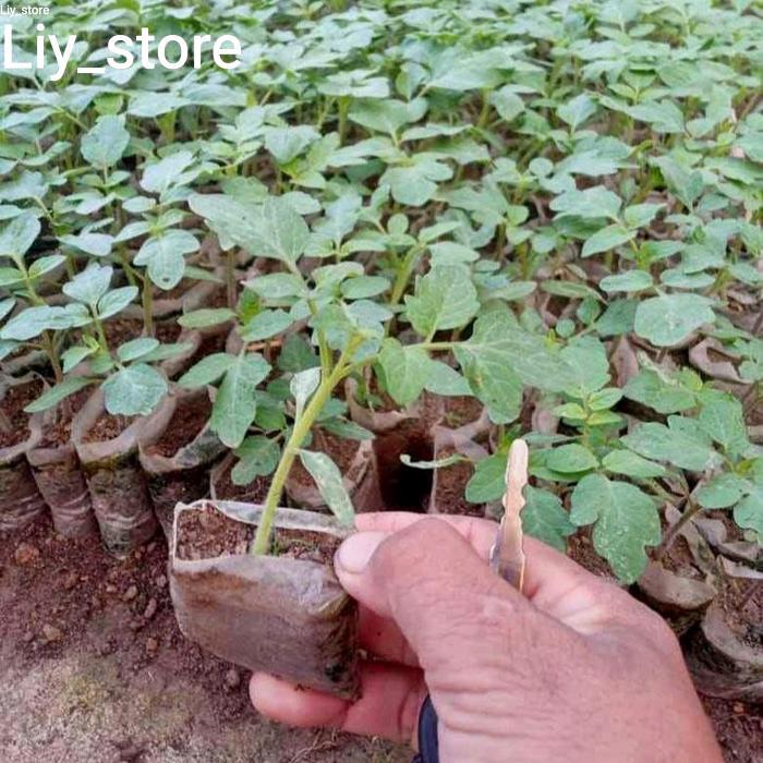 bibit tomat sayur buah siap tanam