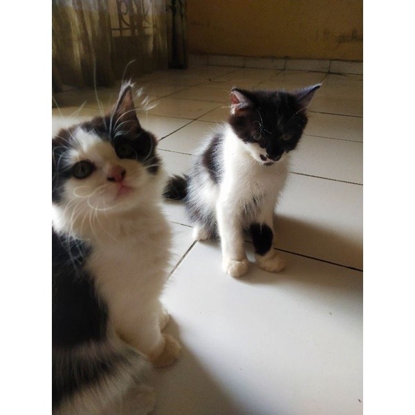 lepas adopt kucing persia lucu