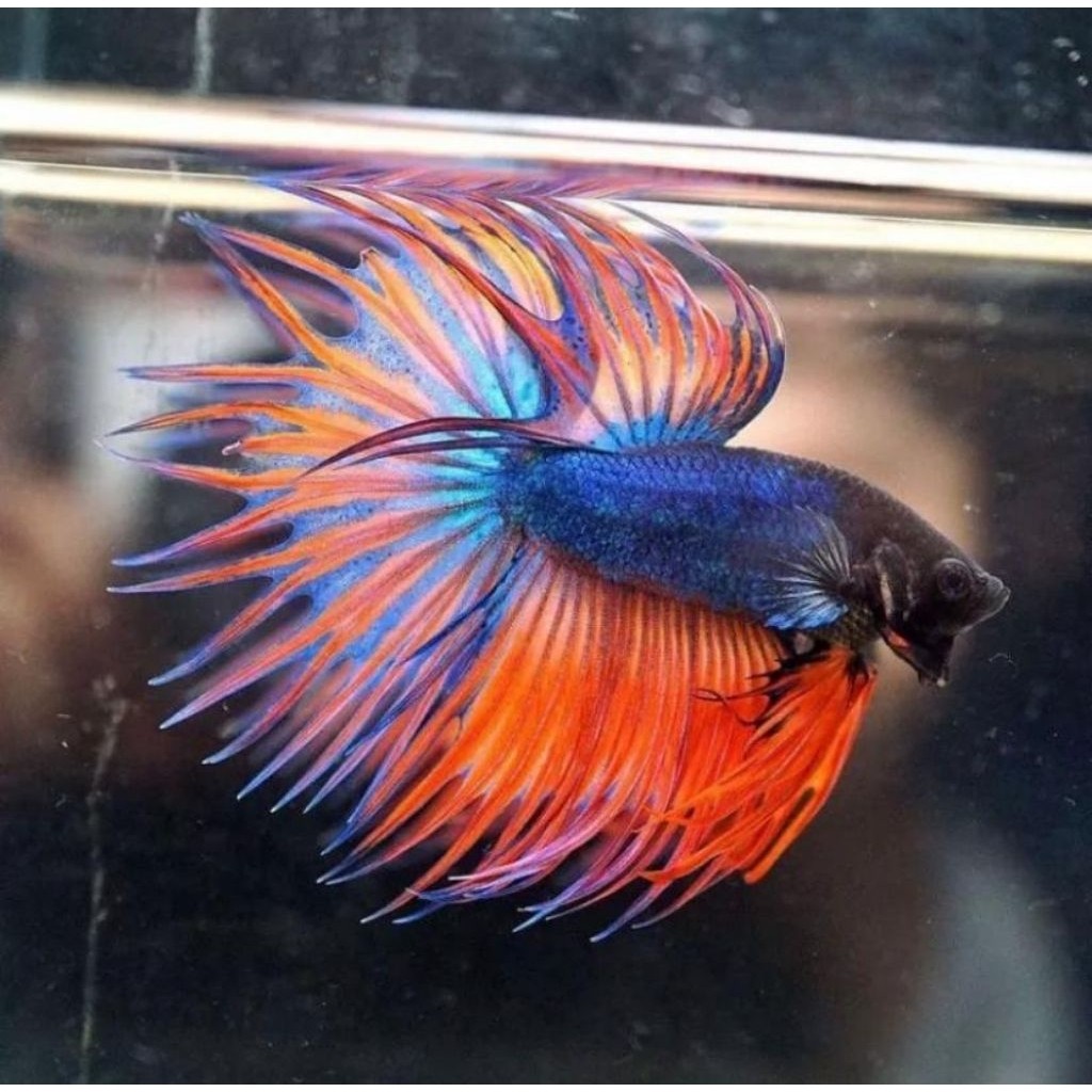 Ikan SeriT CT Crowntail Elagants Jantan 4bln Bergaransi cupang