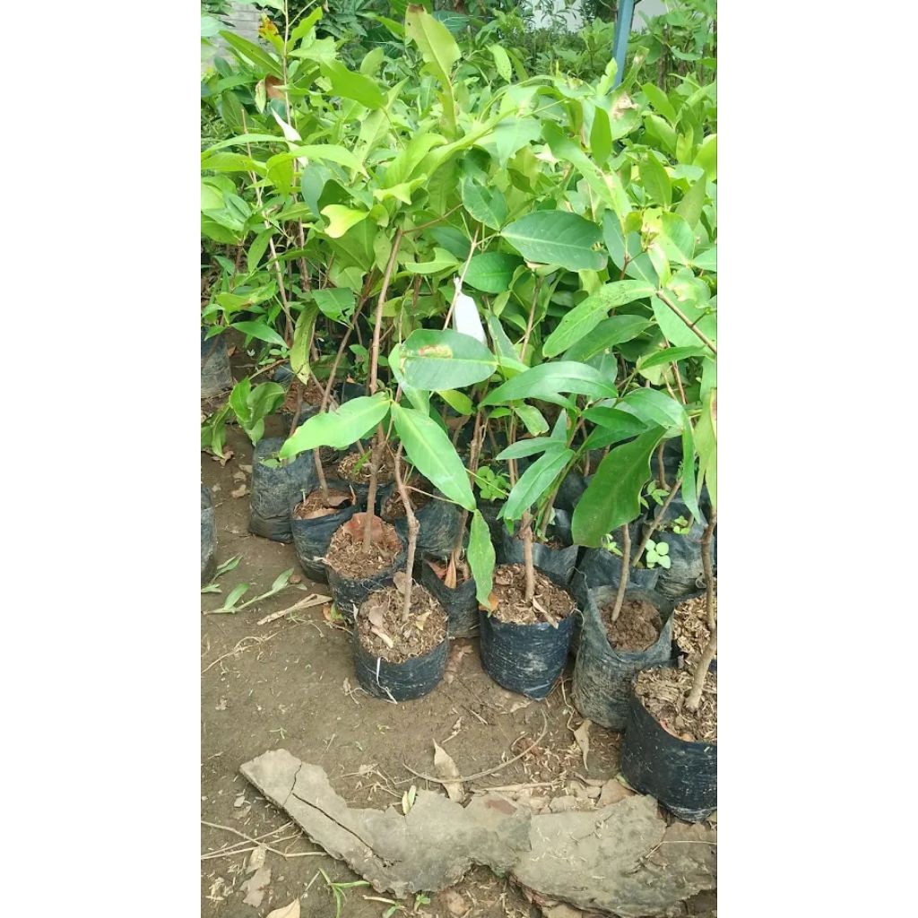 Bibit Tanaman Jambu Air KingRose Apple Sudah Okulasi Di Jamin Berbuah Cepat