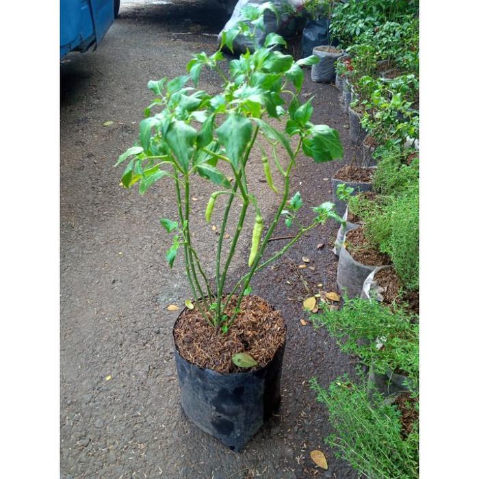 Tanaman Cabai Rawit setan/Cabe Rawit domba jumbo