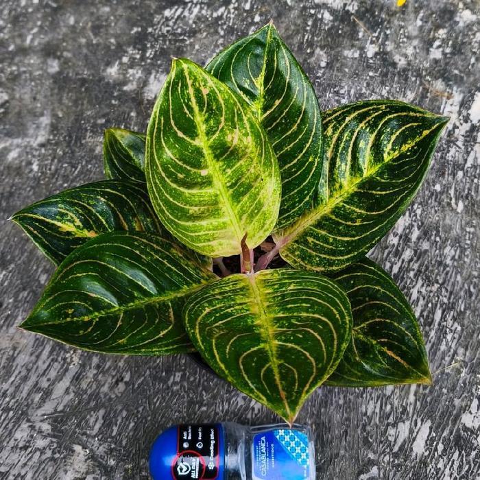 Bibit tanaman hias aglonema maeswara