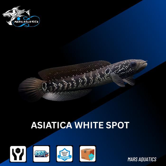 IKAN HIAS IKAN CHANNA ASIATICA WHITE SPOT WS SNAKEHEAD PREDATOR