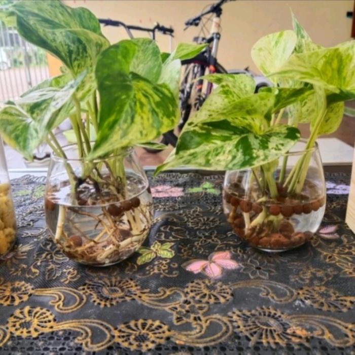 vas bunga kaca bening/hias/minimalis/pot/tanaman/air/hidroponik Bulat