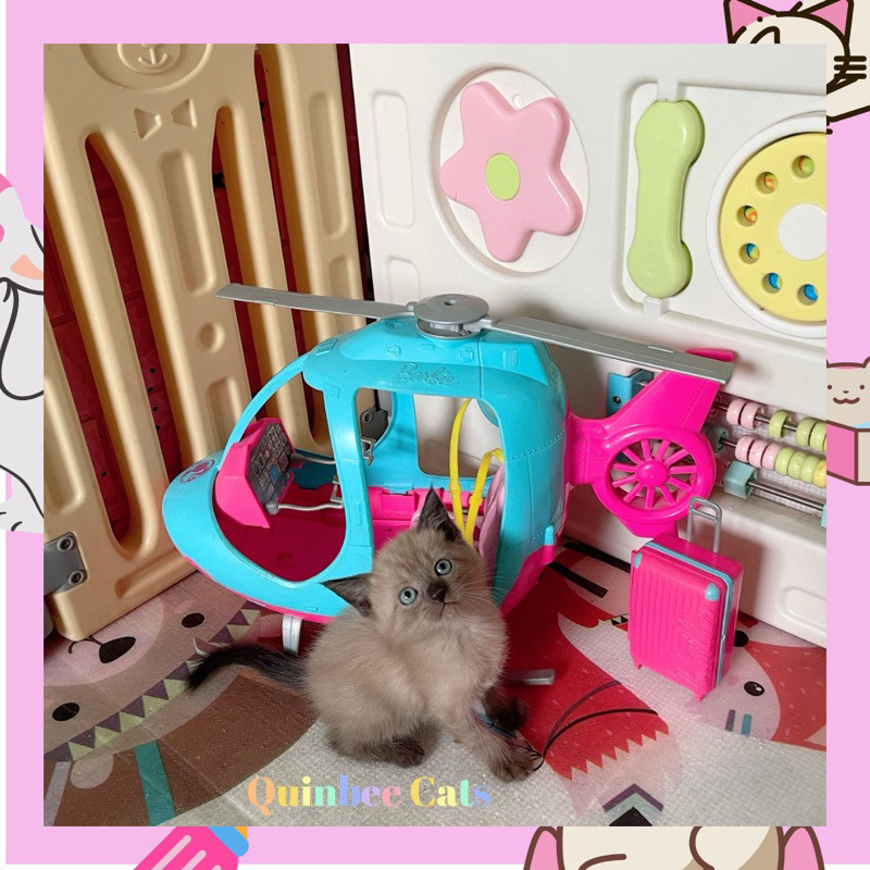 Kucing Himalaya jantan Chocolate Cinnamon