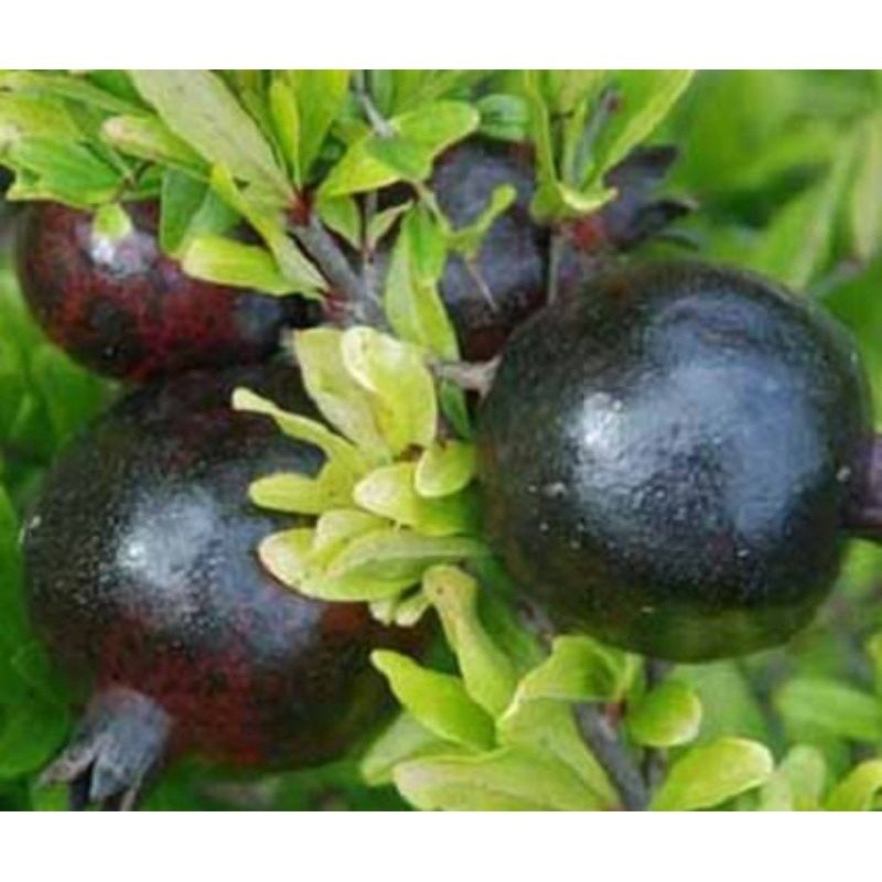 BUAH DELIMA HITAM JUMBO - Bibit Tanaman Buah Delima Hitam Jumbo Cangkok Siap Berbunga