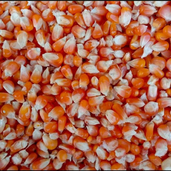 Jagung Pakan Ayam Jagung Merpati 1kg murah - 1000