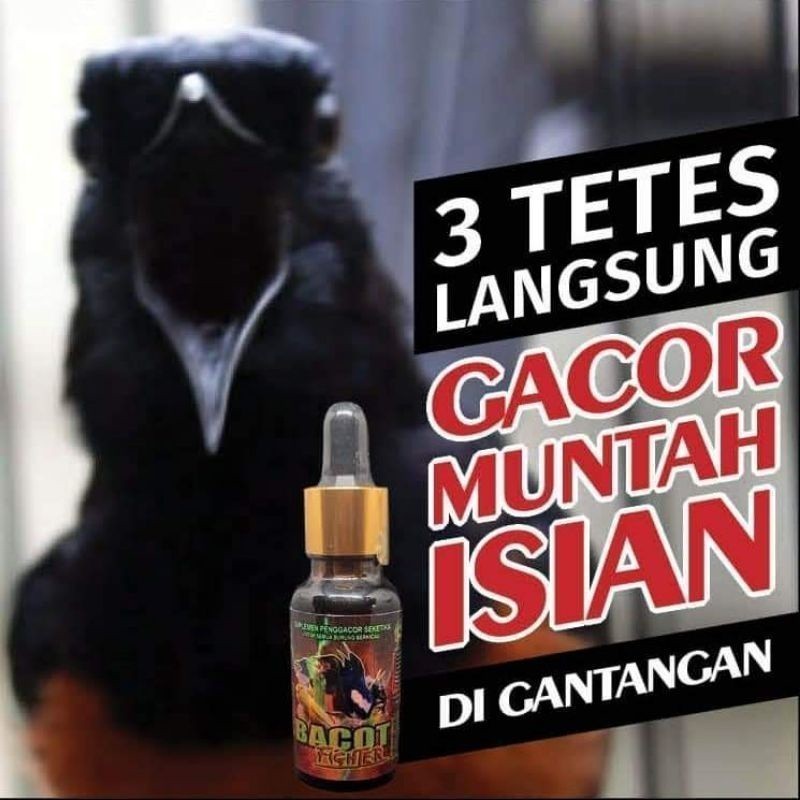PER HUTANI Doping Burung - BACOT FIGHTER VITAMIN BURUNG BIAR GACOR DAN FIGHTER LOMBA UNTUK MURAI KAC
