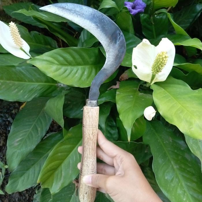 Termurah arit padi bahan gergaji sepuh super tajam YTM