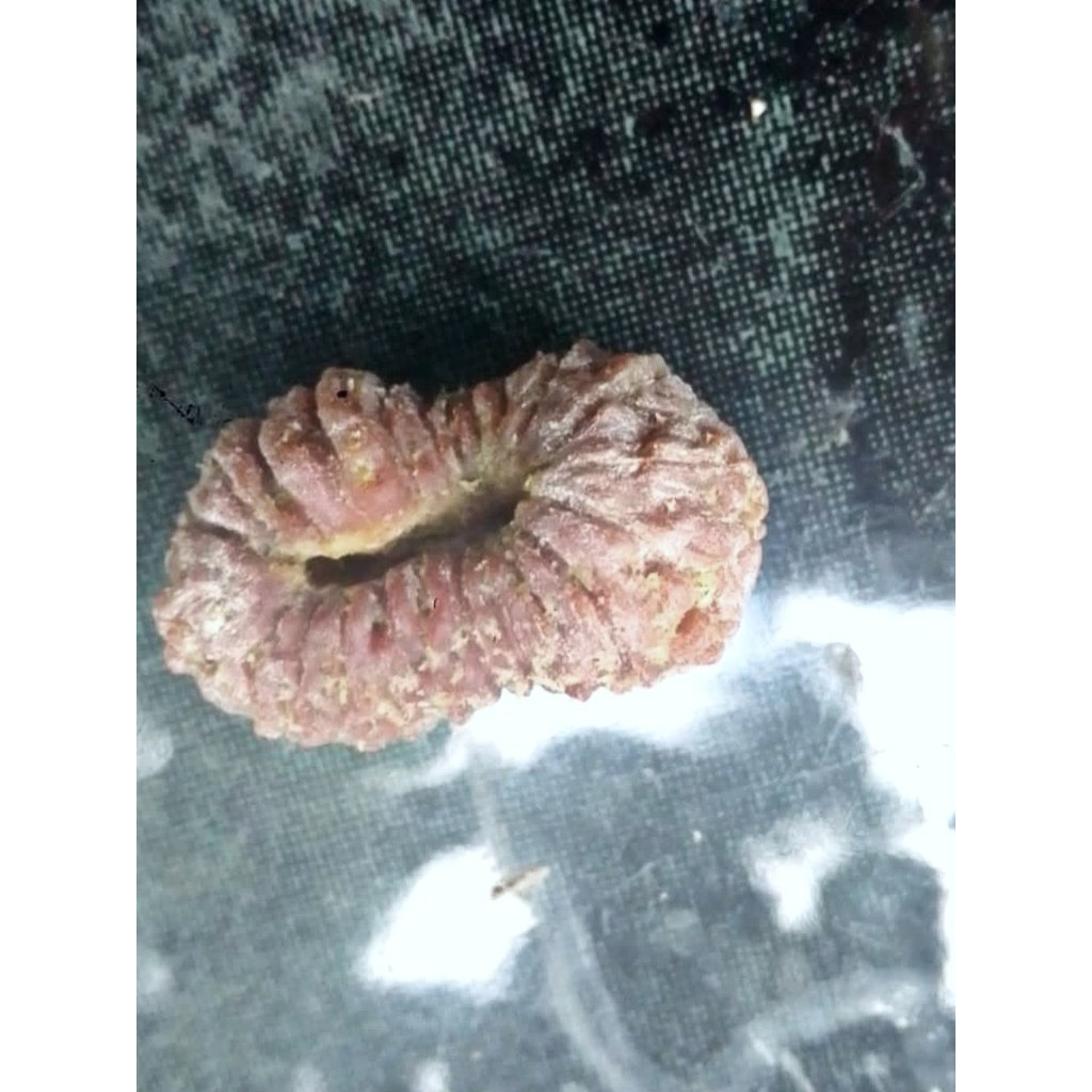 Rudraksha Mukhi 17 Jenittri Garis 17