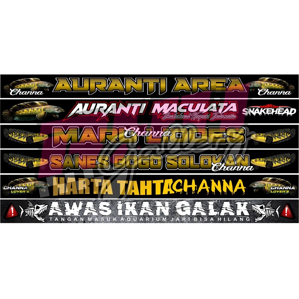 Stiker Hiasan Aquarium Channa Maru Liodes | Channa Auranti Maculata | Sanes Bogo Solokan | Hartattah