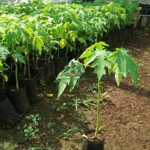 bibit pepaya california madu Plantshop id