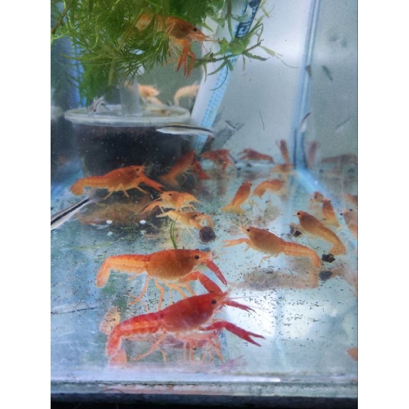 mainan Red Lobster Air Tawar / Lobster Hias