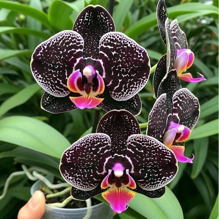 Anggrek Bulan Pasca Warna Dewasa Bunga Anggrek Bulan Pasca Warna Import Tanaman Hidup Anggrek Bulan 