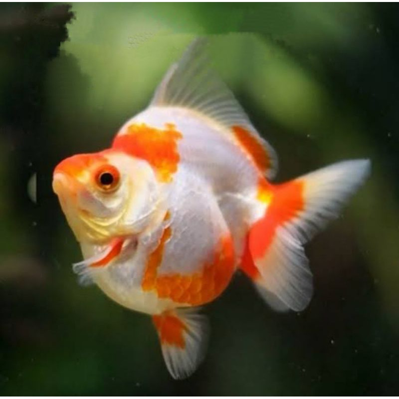 Ikan Hias Air Tawar Koki Ryukin 7-9 cm  Red White cod