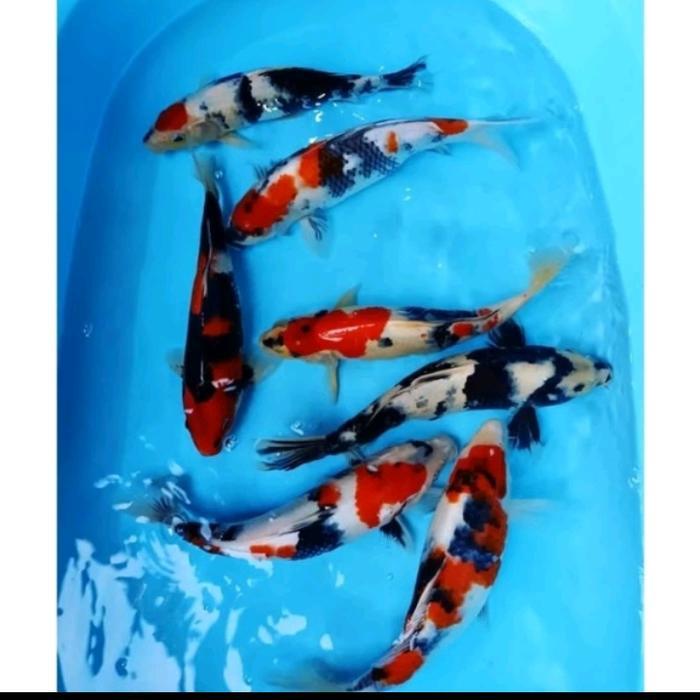 Hiasan kolam koi blitar jumbo size size 19-22 cm