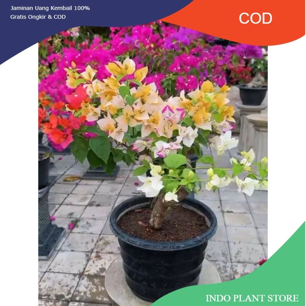 (PROMO) Bonsai Bougenville 4 Warna Tanaman Hias Tangguh
