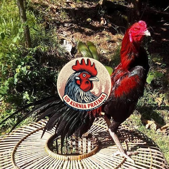 Telur ayam bangkok ekor lidi / telur ayam hias fertil siap kirim UD KURNIA PRATAMA