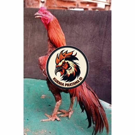 Telur ayam bangkok super petarung aduan fertil asli KURNIA PRATAMA ID