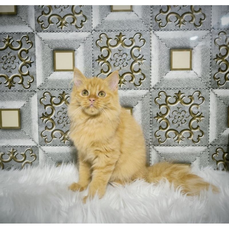 Kucing Persia Anggora Himalaya Ragdoll Kitten